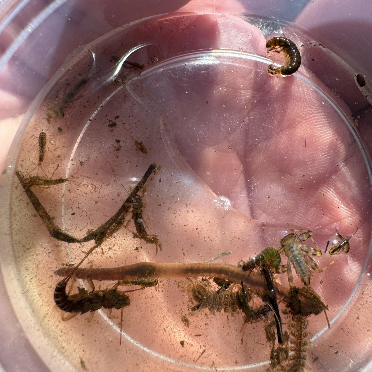 Entomology with Tyler Boroff