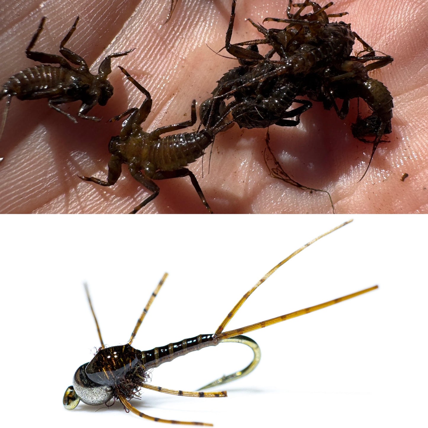 Entomology with Tyler Boroff