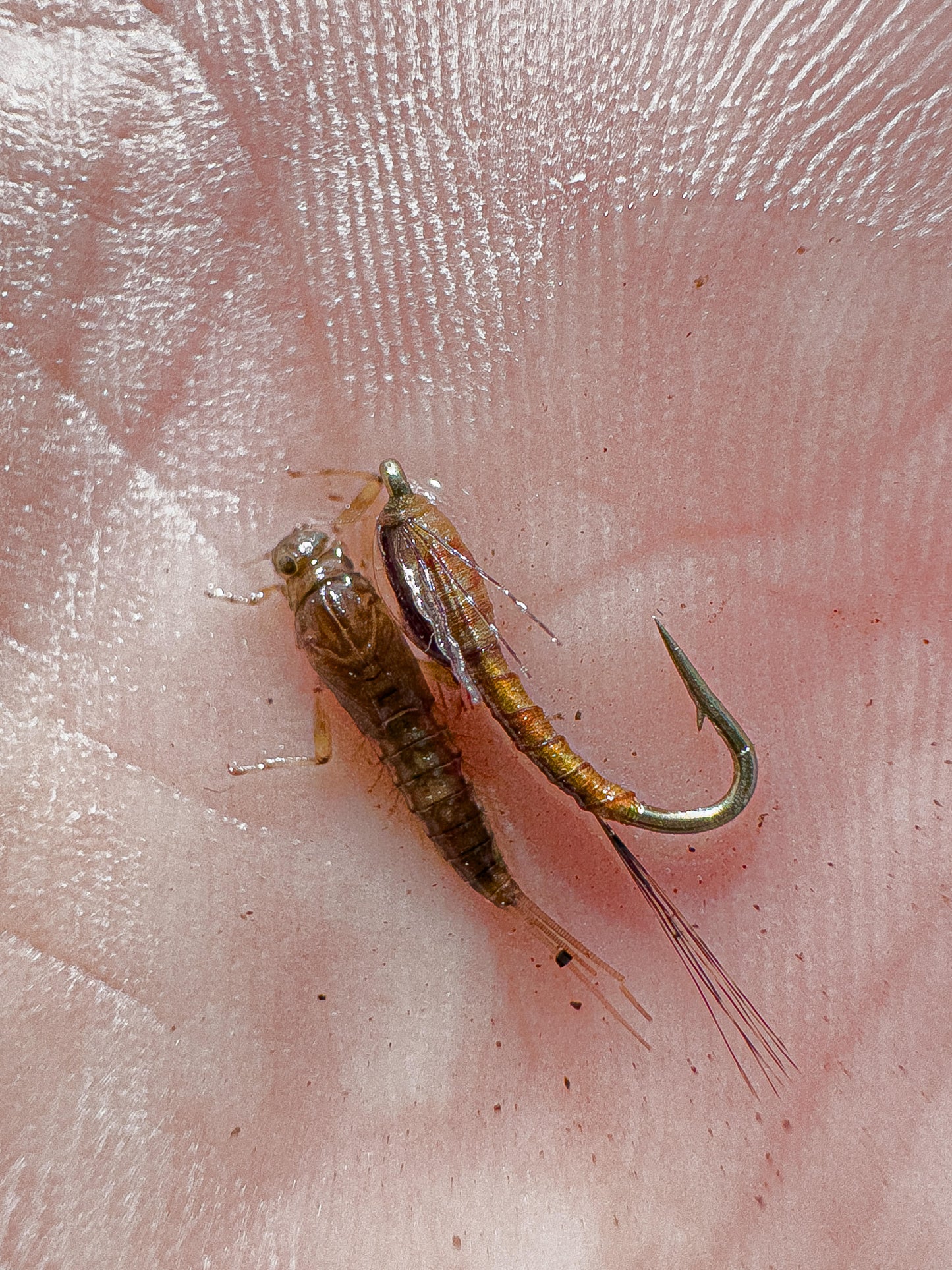 Entomology with Tyler Boroff