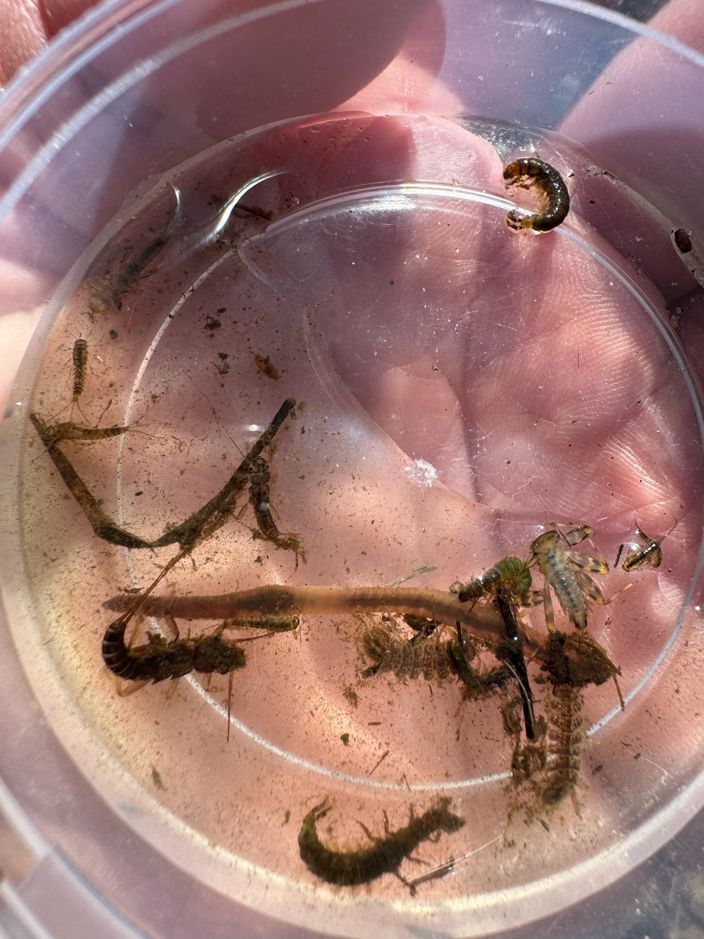 Entomology with Tyler Boroff