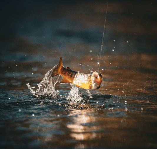 Discovering how to fish the Big Thompson - Arbor Anglers